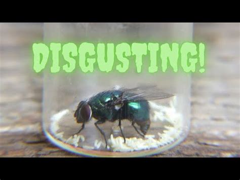 do blowflies lay eggs at night